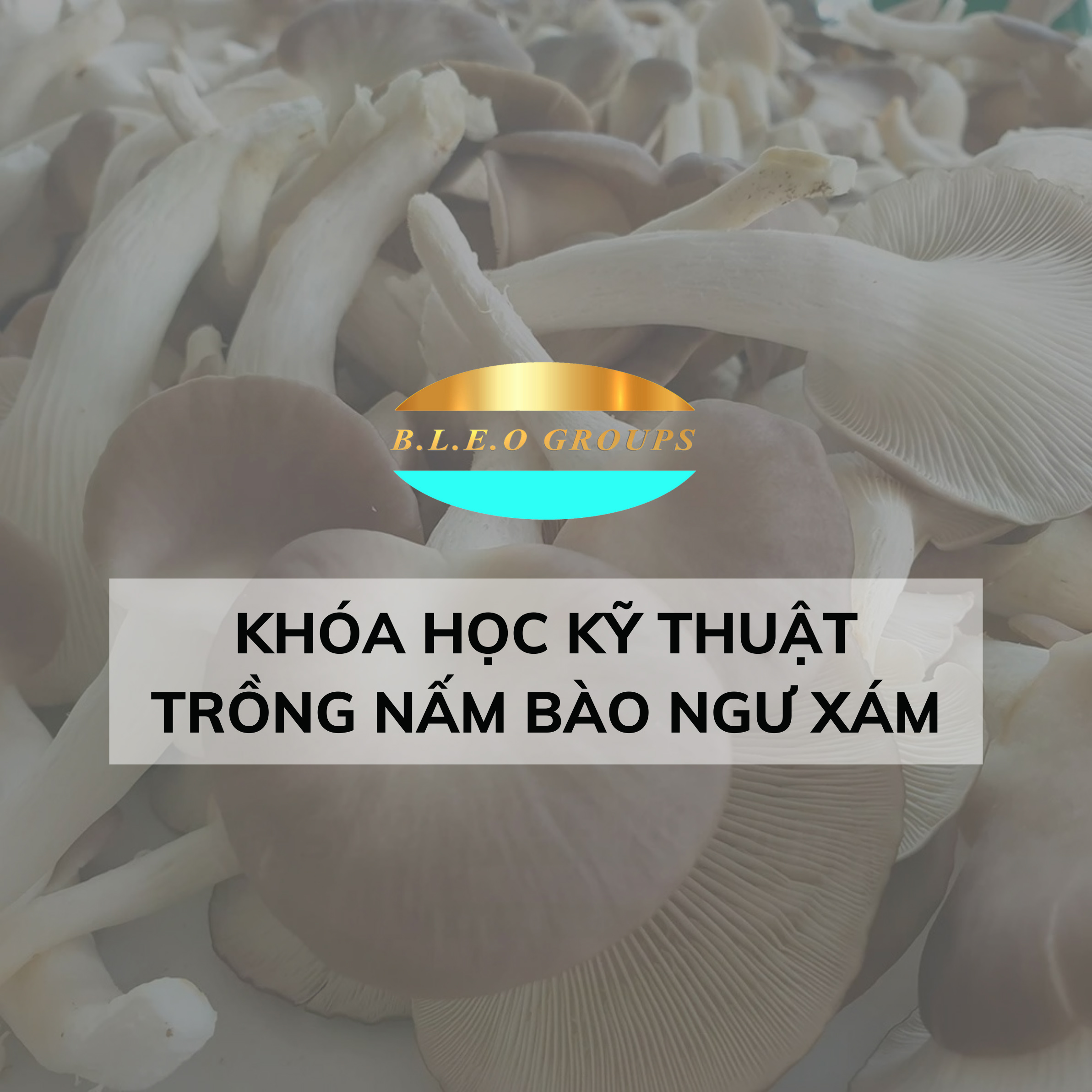 Khóa học kĩ thuật trồng nấm bào ngư xám