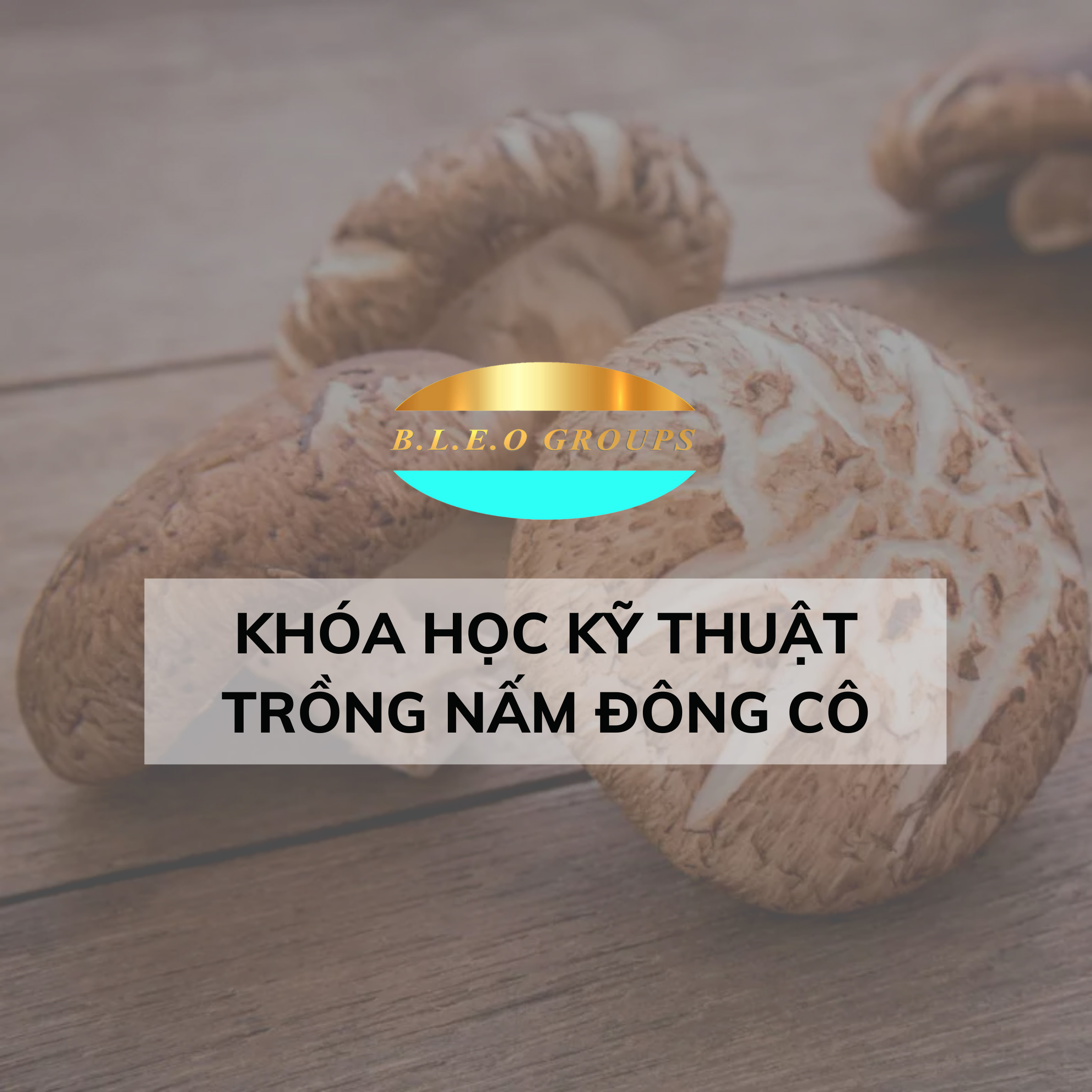Khóa học kĩ thuật trồng nấm đông cô