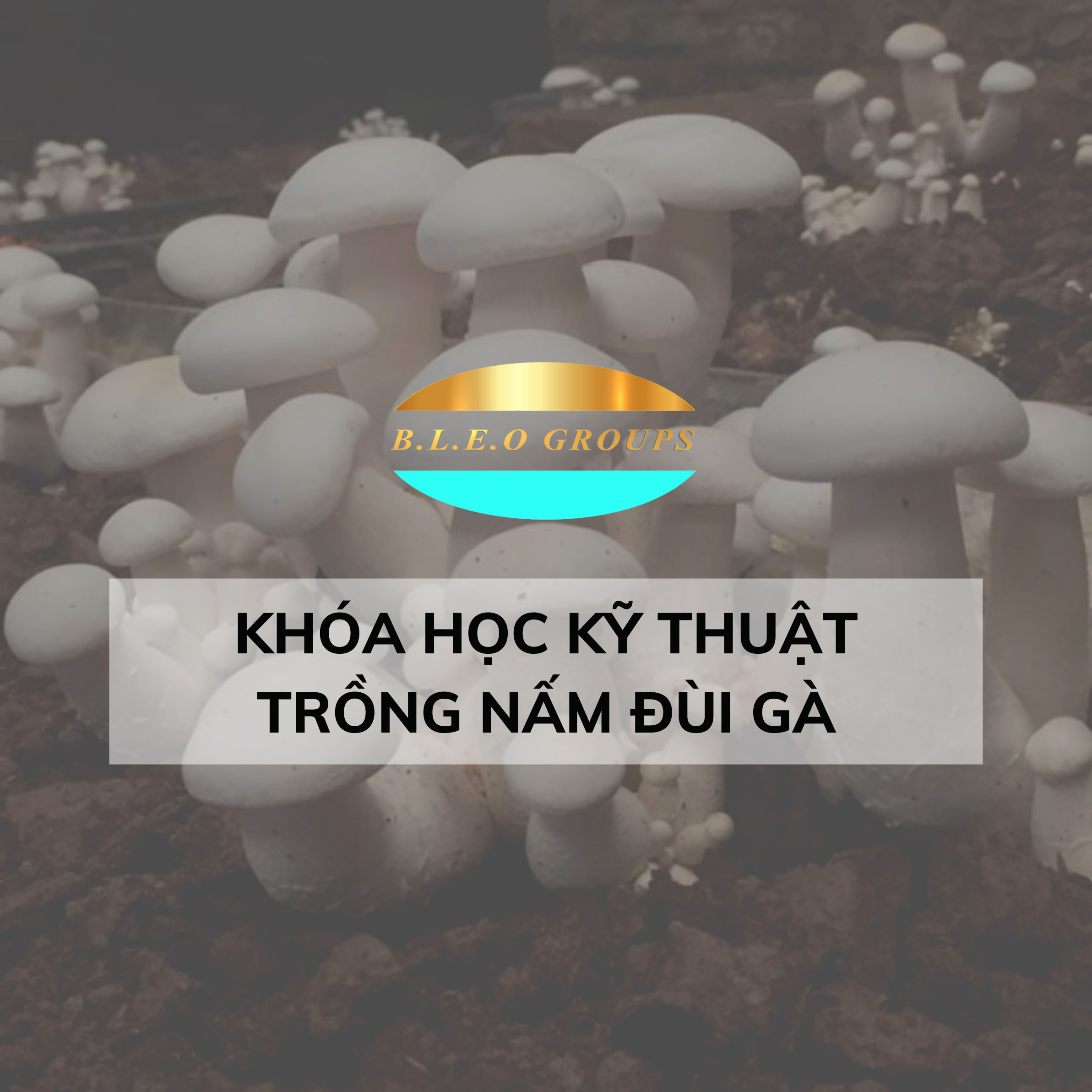 Khóa học kĩ thuật trồng nấm đùi gà