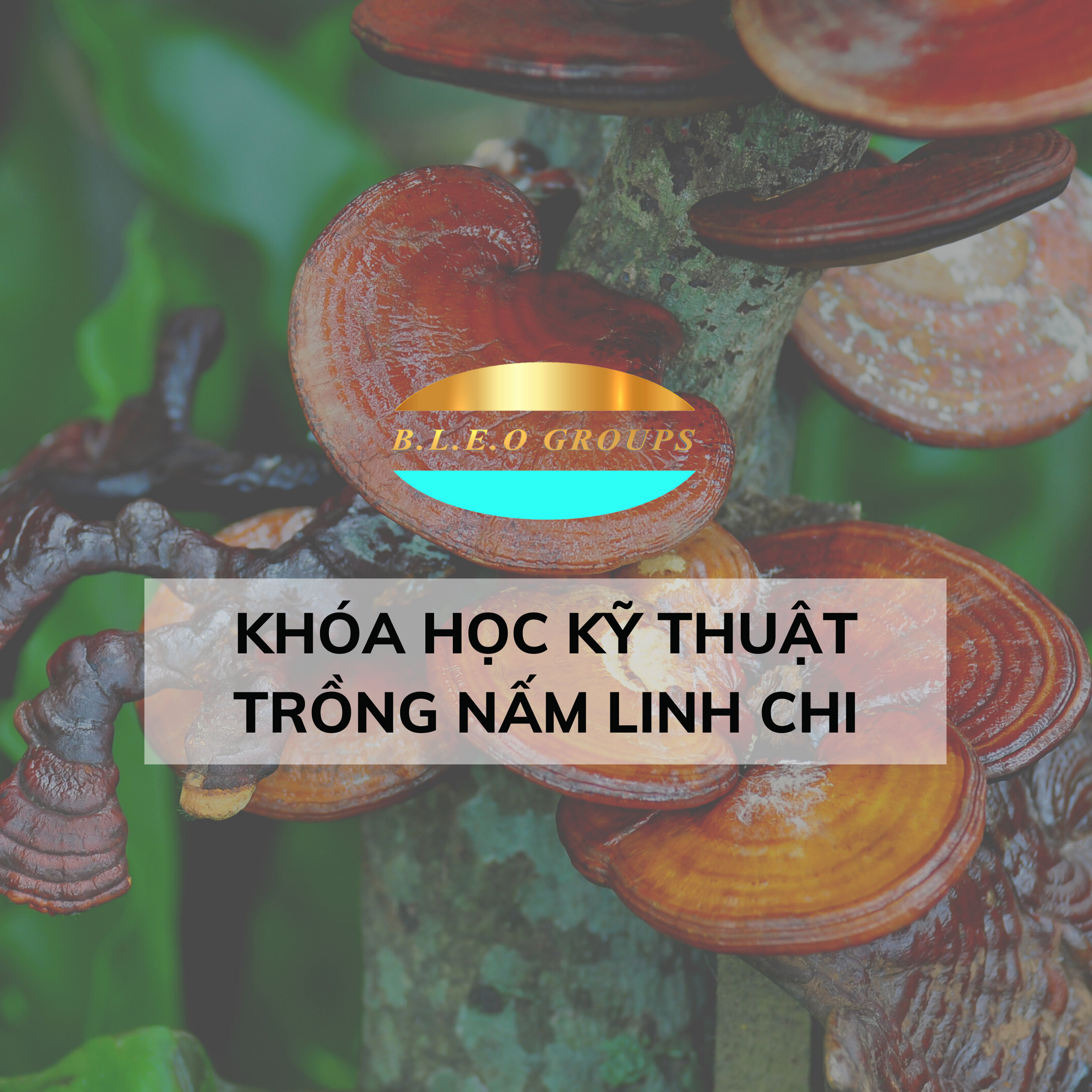 Khóa học kĩ thuật nấm Linh chi