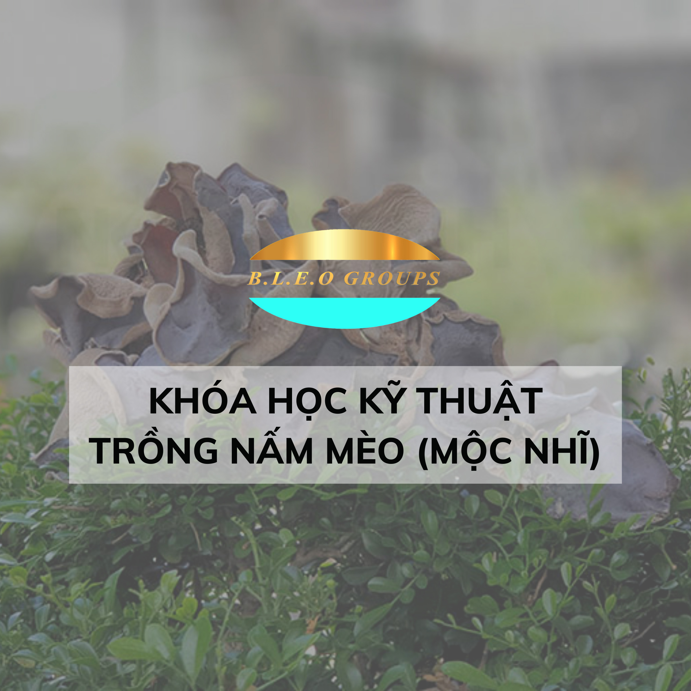 Khóa học kĩ thuật trồng nấm mèo (mộc nhĩ)