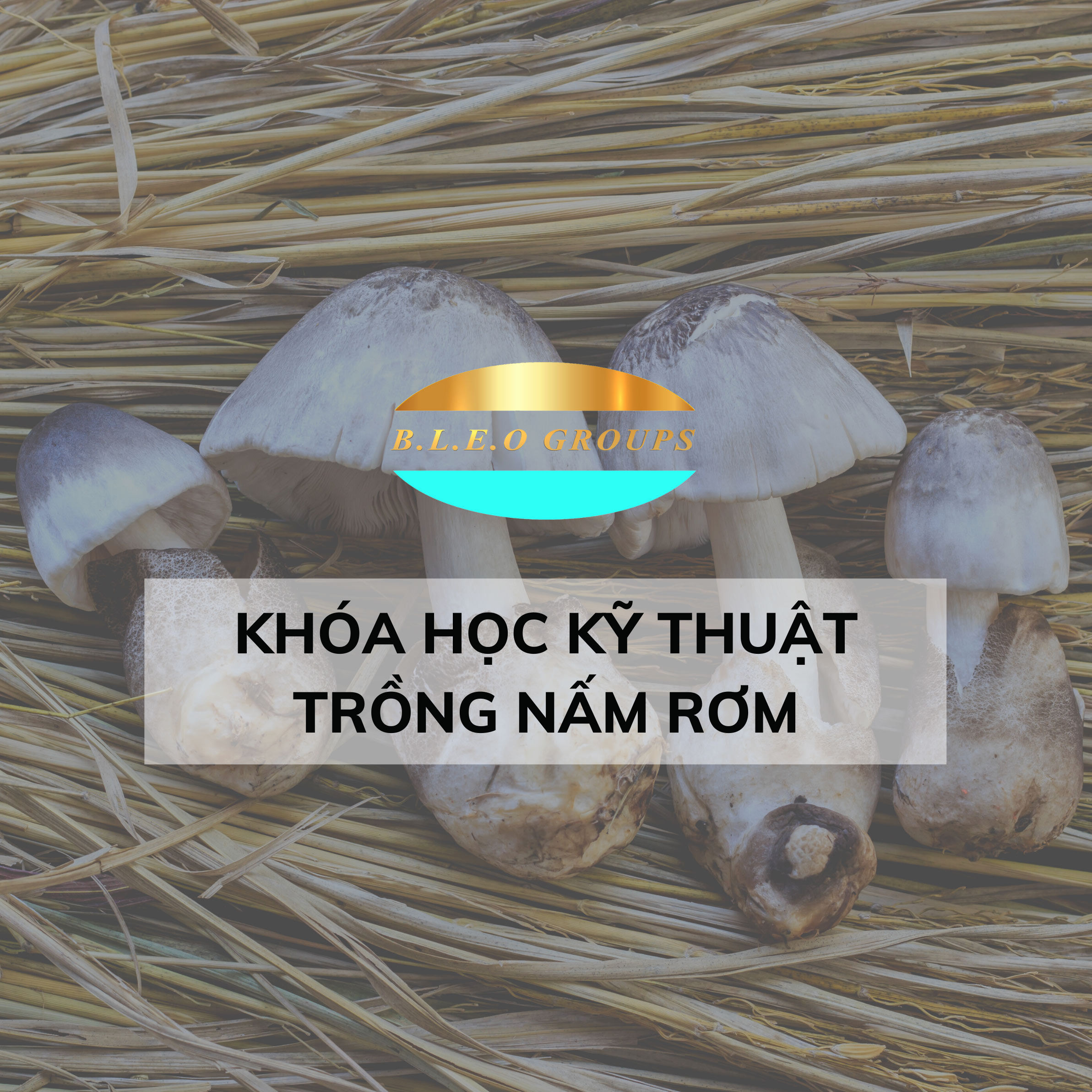 Khóa học kĩ thuật trồng nấm rơm