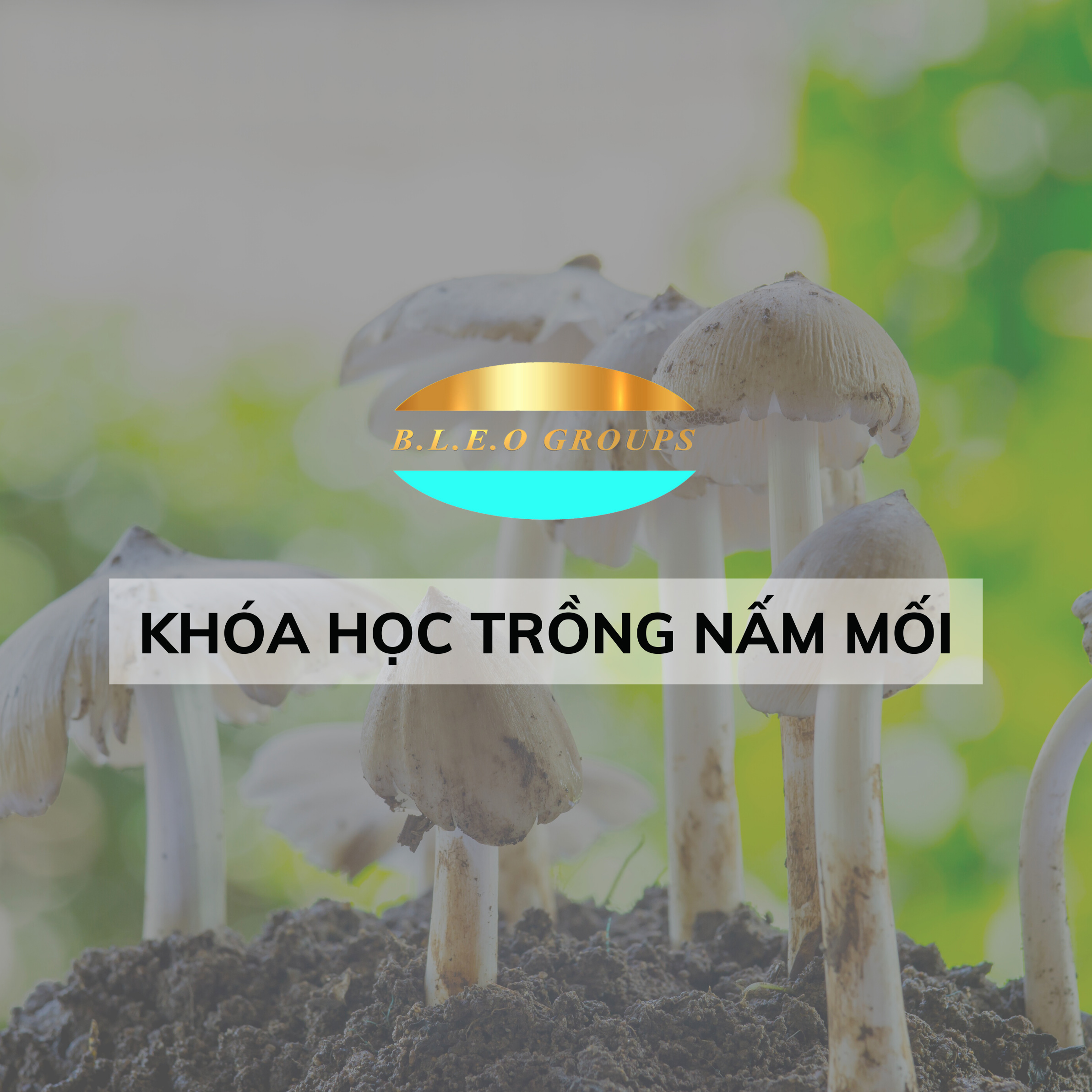 Khóa học trồng nấm mối 