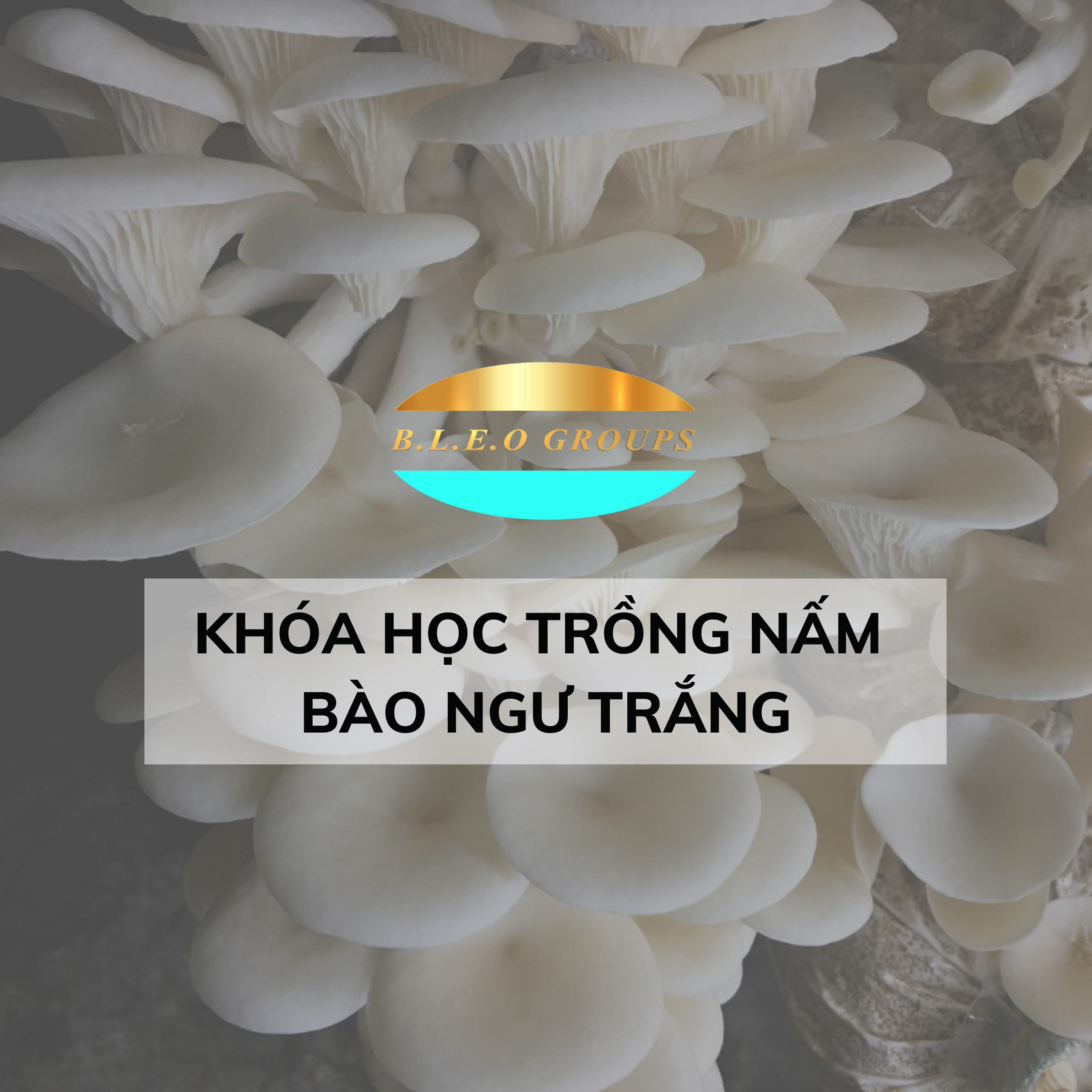 Khóa học trồng nấm bào ngư trắng