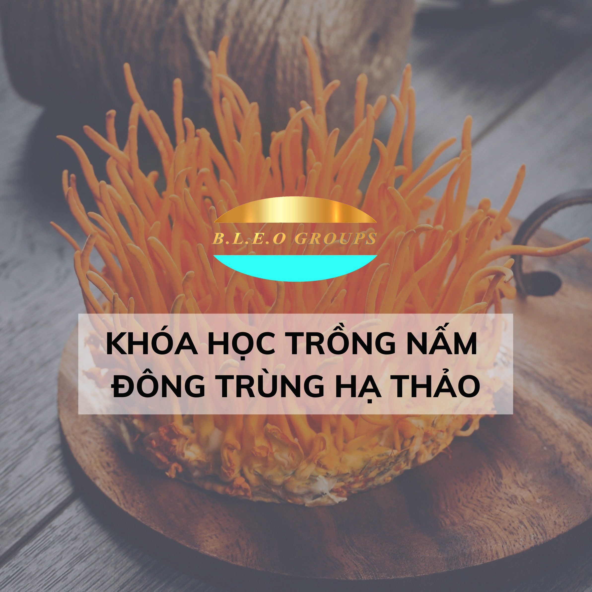 Khóa học trồng nấm đông trùng hạ thảo