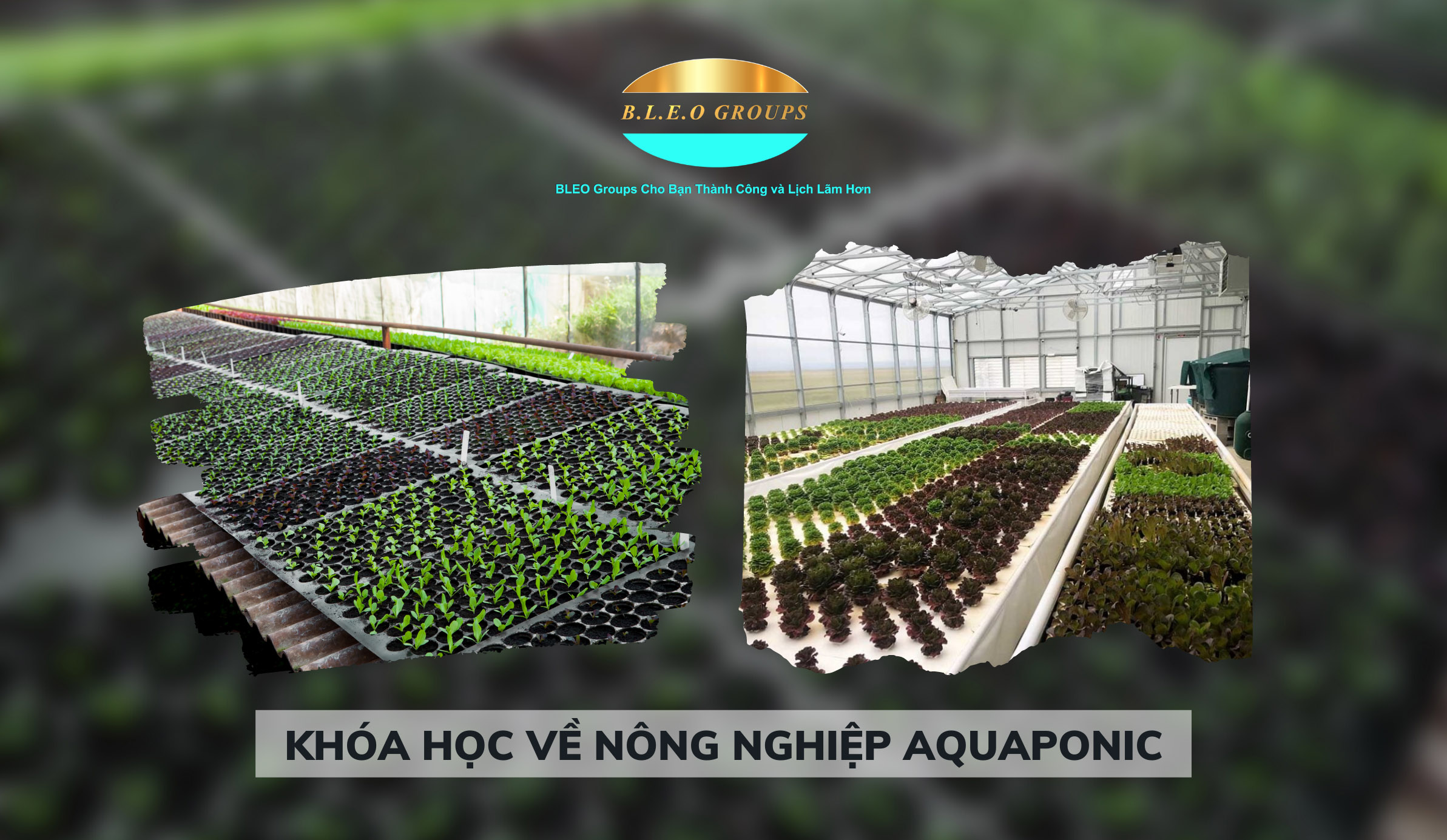 Khóa học nông nghiệp Aquaponic