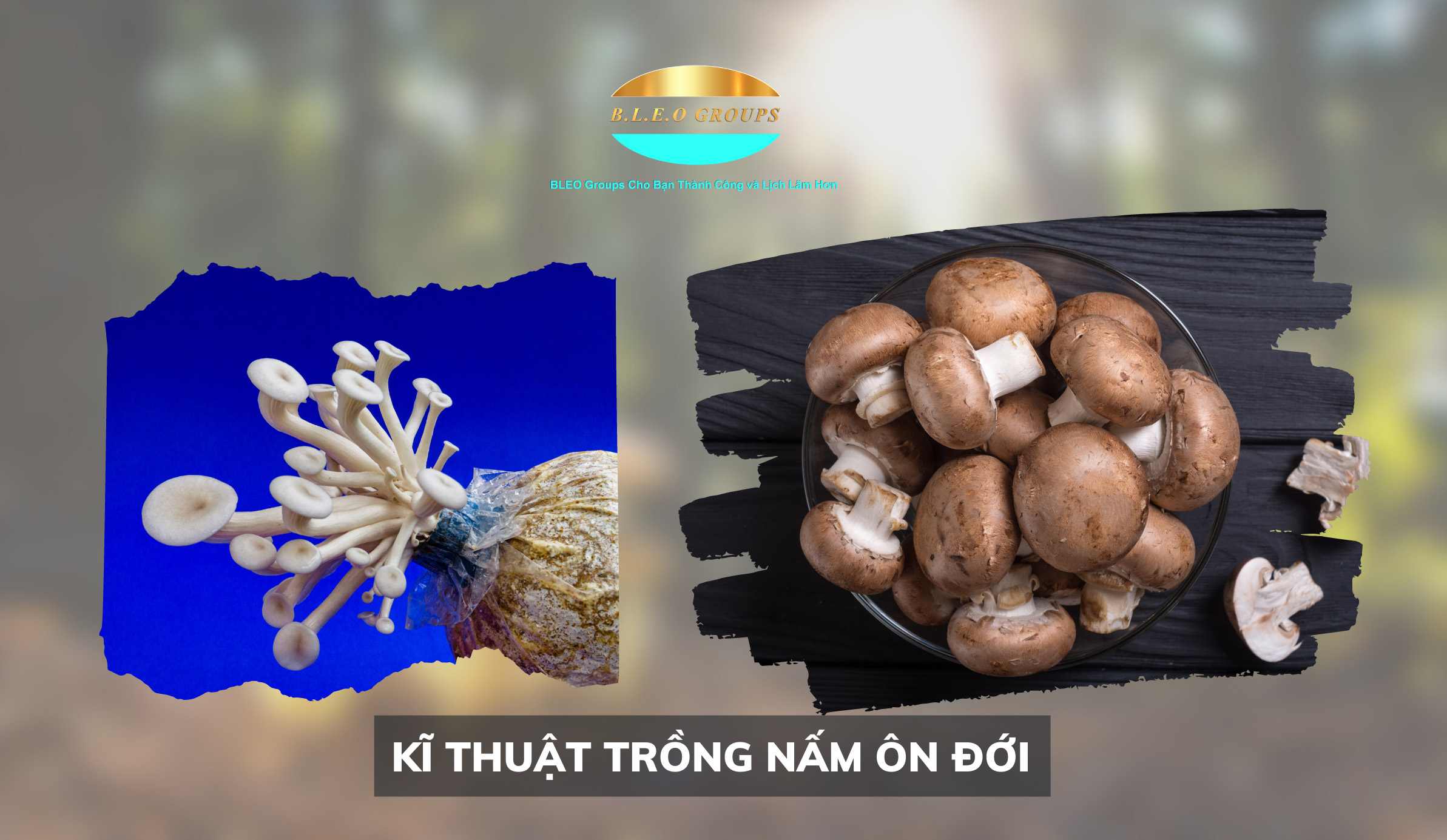 Kĩ thuật trồng nấm Ôn đới
