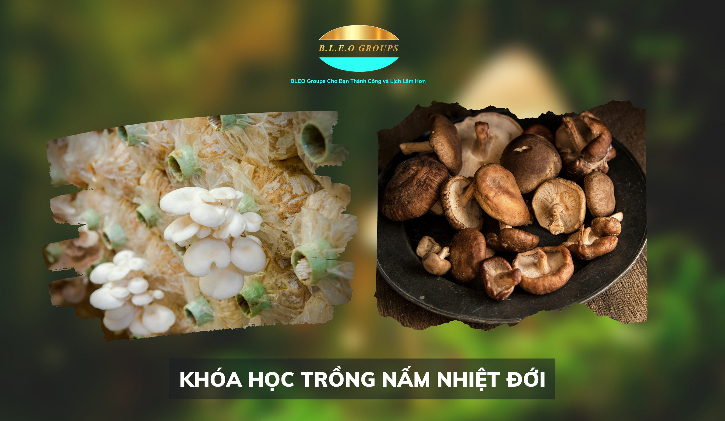 Khóa học trồng nấm nhiệt đới